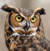 Great Horn Owl
